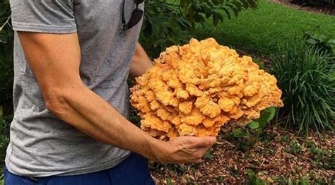 Hen Of The Woods Price Per Pound